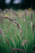 Yorkshire Fog Grass (Holcus Lanatus)