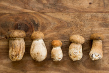 Fresh Porcini Mushrooms