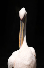 Close Up Of Pink Backed Pelican