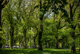 Fototapeta Nowy Jork - central park