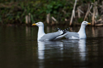 Wall Mural - Herring Gull  in habitat. Her Latin name are Larus argentatus.