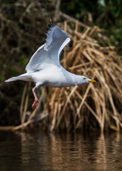 Sticker - Herring Gull  in habitat. Her Latin name are Larus argentatus.