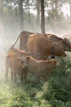 Herd Of Cows
