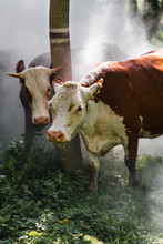 Portrait Of Cows Standing In Forest