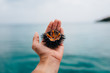 © Kirstin Mckee/Stocksy - Sea urchin in hand