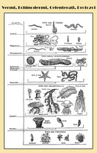 Zoology, All Kind Of Worms, Echinoderms, Marine Invertebrates And Single-celled Organisms  -  Lexicon Illustrated Table With Italian Names And Descriptions