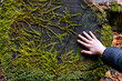 © Cavan Images - Young person's hand touching tree trunk with plant life growing on it