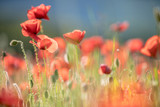 Fototapeta Maki - field of red poppies