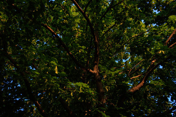 Wall Mural - Full frame shot of tree with sunlight and shadow