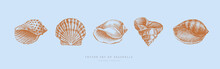 Collection Of Hand-drawn Realistic Seashells. Shells Of Mollusks Of Various Forms: Spirals, Cone, Scallops On Blue Background. Oceans Nature In Vintage Style. Vector Illustration Of Engraved Lines.