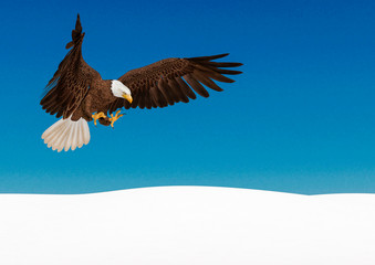  bald eagle in action on white snow with copy space