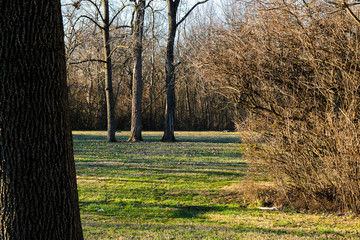 trees in the park