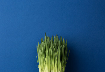 Green grass on a blue isolated background.