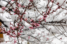 Blossoming Branches Of Peach Blossom Covered With Snow In Early Spring