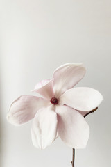 Beautiful fresh white magnolia flower in full bloom on white background.