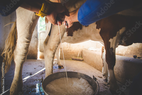 Fotomural Close up image of a farmer milking a cow by hand