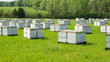 © connie - Honey Bee Boxes in Field
