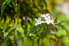 Closeup Photo Of Three White Star Jasmine Flowers At The End Of A Branch With Green Bokeh In Background.
