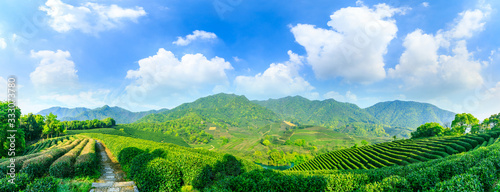 Fotomural Green tea mountain on a sunny day,tea plantation natural background