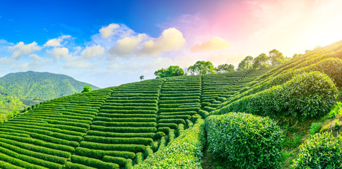 Wall Mural - Green tea mountain at sunset,tea plantation background.