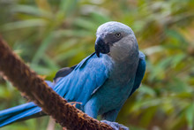 The Spix's Macaw Is A Macaw Native To Brazil. The Bird Is A Medium-size Parrot. The IUCN Regard The Spix's Macaw As Probably Extinct In The Wild. Its Last Known Stronghold In The Wild Was In Brazil.