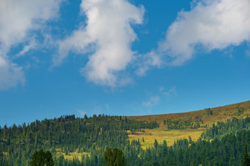 Wall Mural - blue sky with white clouds in mountain valley with pine forest on horizon