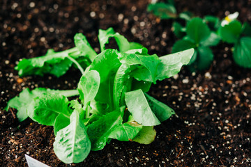 Strawberry, Lettuce, and Tomato Garden