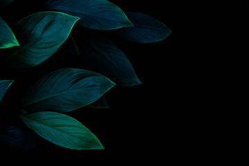abstract green leaf texture, dark blue tone nature background, tropical leaf
