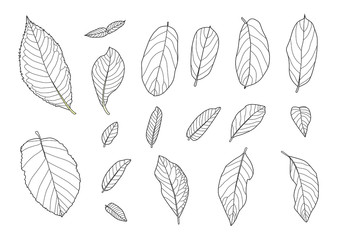 Wall Mural - Leaves line single leaf and leaf pattern black Bring to color decorate on white background illustration  vector