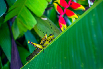 Two locust mating , on the exotic flower leaf