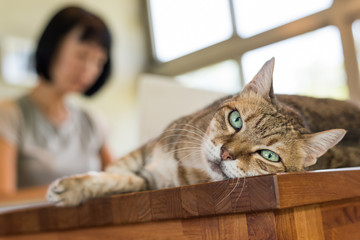 Poster - working at home with her cat