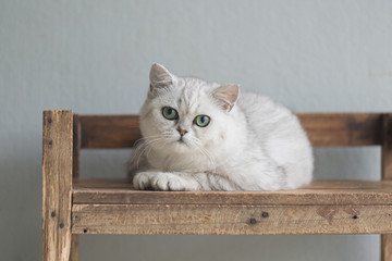 Poster - CuteBritish short hair kitten sitting on old wood shelf under light from a window