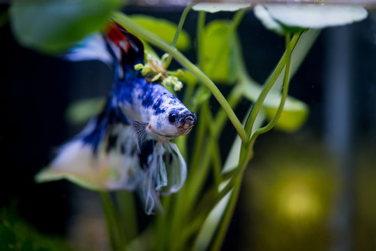 Close up of fancy half moon Siamese fighting fish in a fish tank