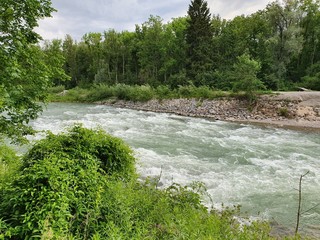 river in the forest