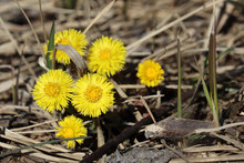 Coltsfoot Flowers In A Spring Forest. Blooming Tussilago Farfara, Yellow Flowers In Sunny Day