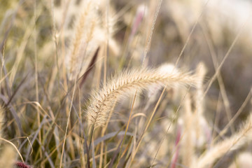 ears of wheat