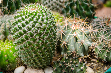 Beautiful thorn pattern of cactus skin in garden