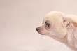 White chihuahua old dog head on wall background