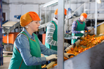 Wall Mural - Focused woman working on citrus sorting line at warehouse, checking quality of tangerines