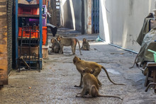 Street Monkeys In The City Of Lopburi In Thailand