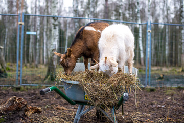 Two goats on a wheelbarrow. Goat eating hay. Animal enjoying lunch. White and brown goat