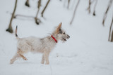 Fototapeta Psy - Cute little adopted mix-breed puppy having fun in the forest in winter. 