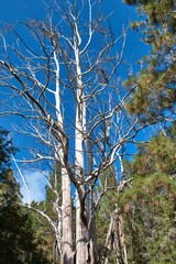 wonderful white tree emerges in the middle of the forest