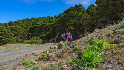 Hikers entering a forest on the island of El Hierro. Iron is ideal for hiking in contact with nature.