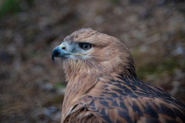 Wall Mural - Buzzard buteo close up portrait raptor bird