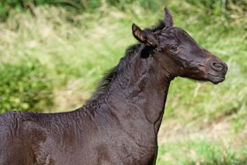 Portrait of nice young friesian horse