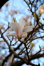 Close Up Of The White And Pink Flowers On Bare Branches Of The Lilytree Or Yulan Or Chinese Magnolia (Magnolia Denudata), Native To Central And Eastern China