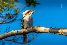 A Kookaburra - One Of The Most Popular Birds Of Australia - Sitting On A Branch Of A Tree In A Public Park In Sydney, New South Wales During A Hot Day In Summer.
