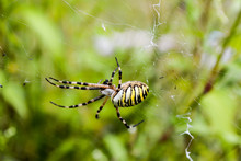 Yellow-Black Striped Spider On Web