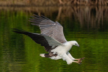 White Bellied Sea Eagle